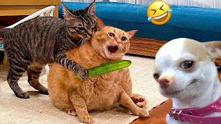 Funniest Cats And Dogs Videos 😁  Best Funny Animal Videos 2024 🥰7 [upl. by Ellennahs877]