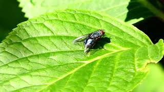 Bluebottle Fly [upl. by Ahsan]