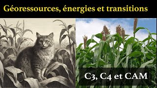 Les photosynthèses C3 C4 et CAM [upl. by Nitsraek416]