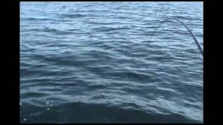 Humboldt Squid and Ling Cod Fishing Off the Nehalem [upl. by Aihseya]