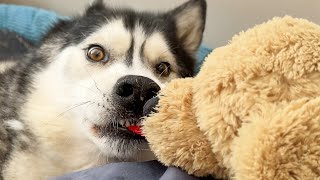 Husky Tried To YEET Me Out Of His Beanbag For Making Him Sneeze [upl. by Madea]