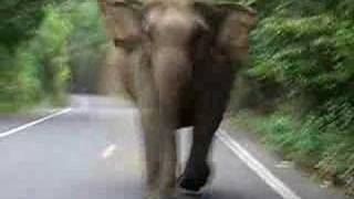 Elephant attack in Khao Yai National Park [upl. by Htebazila]