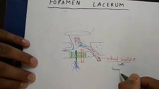 Skull Foramen 3 Foramen Lacerum and Carotid Canal Content  TCML and ENMEDER [upl. by Rebmit]