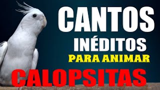 CALOPSITAS CANTANDO ASSOBIOS E CANTOS [upl. by Yerga]