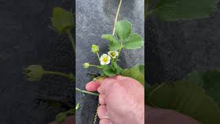 Removing the flowers of DayNeutralAnnual Strawberry Plants [upl. by Zerla]