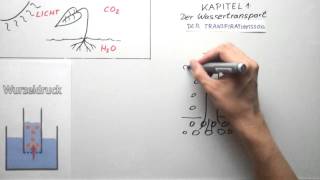 Wassertransport bei der Photosynthese [upl. by Blackmun]