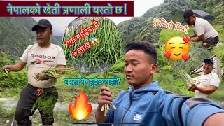 कुरिलो खेतीबारे जानकारी  एक माहिना मै दुई लाख कमाउने🌿 Kurilo  Asparagus In Nepal 🇳🇵🔥  Ep6 [upl. by Tearle]