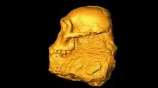 Australopithecus sediba Cranium in transparent matrix [upl. by Madea]