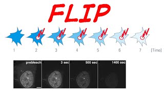 Fluorescence loss in photobleaching or FLIP [upl. by Nylarak519]