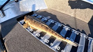 Winter Flathead Fishing on Lake Macquarie [upl. by Fry]