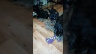 Yorkshire Terrier puppies are almost 2 months old [upl. by Vachil]