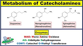 Metabolism of Catecholamines Dopamine Noradrenaline and Adrenaline [upl. by Astraea]