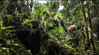 FIELD TRIP WITH PATRICK BLANC IN PAPUA NEW GUINEA  HIGHLANDS [upl. by Anev]