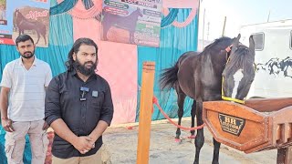 आलीशान वाली घोड़े के लाइन का घोड़ा ganganagar horse mela [upl. by Tobias950]