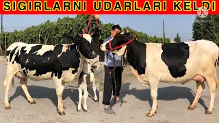 PULI ARZON YOSH SIGIRLAR KELDI ☎️ 998 902728020 [upl. by Farnsworth189]