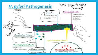 Helicobacter pylori [upl. by Kean716]