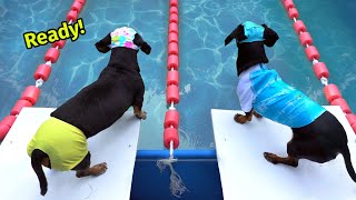 The Wienerlympics  Cute amp Funny Wiener Dog Video [upl. by Notsuh]