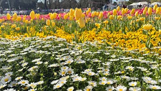 floriade canberra 2024 [upl. by Alemat]