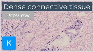 Dense connective tissue types and function preview  Human Histology  Kenhub [upl. by Idner]