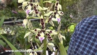 OrchidWeb  Encyclia prismatocarpa [upl. by Ahcila349]