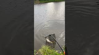 9lb carp on boolie and pole fishing carpfishing carps [upl. by Loziram]