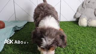 Bernedoodle Puppy Rodrigo SD 480p [upl. by Zebaj210]