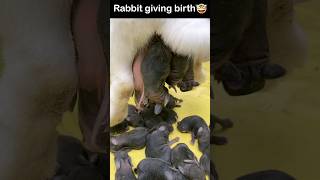 rabbit giving birth to bunnies  super cuter rabbit babies 🐇 😍 rabbitgivingbirth rabbitbaby [upl. by Ahsekad405]