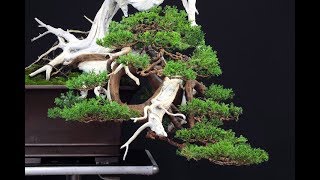 Juniperus Formosana bonsai quot666quot by Francesco Santini [upl. by Hayyim539]