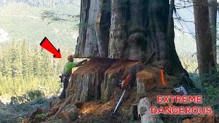 TOP 10 Most Dangerous Biggest Tree Felling Cutting Down with Chainsaw Machine EP 2 [upl. by Sorodoeht]