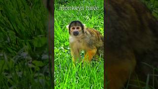 Why does Squirrel monkeys have tail adaptations monkeys outdoorswithfamily londonzoo [upl. by Aggappera]