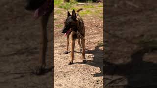 Standard a Belgian Malinois 🔥 workingk9 workingdogs dogtraining k9 dog atlanta [upl. by Arratoon]