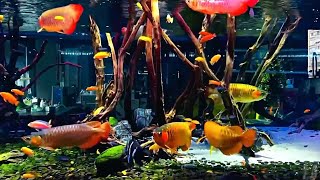 Red Arowana Fishes in Malawi Cichlids Tank  Amazing Arowana Community [upl. by Acinyt]