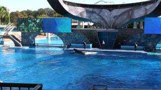 Tilikum Shamu Sea World Orlando [upl. by Reivaxe]