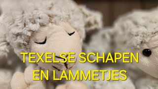 Texelse schapen en lammetjes Cute Sheep lambs Schafe lammer [upl. by Corrianne605]