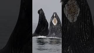 SURPRISING HUMPBACK WHALE LUNGE FEEDING IN FRONT OF WHALE WATCH BOAT [upl. by Marie]