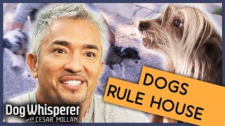 Out Of Control Dogs Rule Over Family 😬  Full Episode  S9 Ep 5  Dog Whisperer With Cesar Millan [upl. by Anitserp]