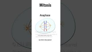 Mitosis Animation science medicalanimation celldivision biology mitosis cellbiology [upl. by Yung]