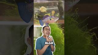 American flagfish adalah pemakan alga yang TOP akuarium aquascape ikanhias floridaflagfish [upl. by Eiramyllek]