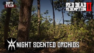 All Night Scented Orchids Red Dead Redemption 2  RDR2 [upl. by Raynold]