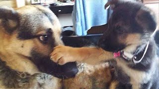 Super FUNNY ANIMAL VIDEOS  Watch and TRY NOT TO LAUGH [upl. by Burman]