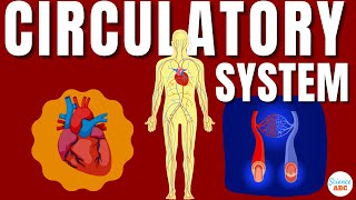 Circulatory System And The Heart  Explained In Simple Words [upl. by Emee]