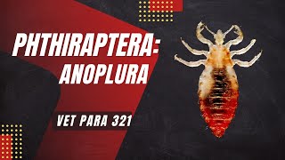 VET PARA 1  Order Phthiraptera Lice Introduction  Chapter 71 [upl. by Tremayne]