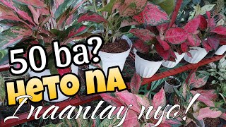 New Place  Plants Sale Update sa Garden  plants houseplants [upl. by Aroled170]