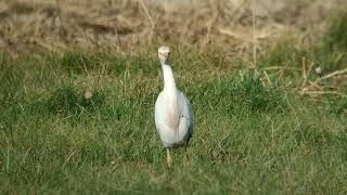 czapla złotawa Bubulcus ibis Niezgoda 02112024 [upl. by Harvard242]