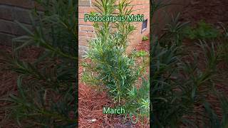 Podocarpus Maki March [upl. by Milly789]