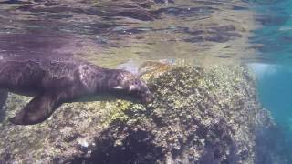 Swimming with Sea Lions in La Paz Mexico [upl. by Ardis]