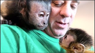 Baby Monkey Meets Capuchin Monkey amp Pet Human [upl. by Nawrocki]