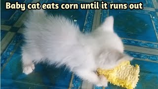 Baby cat eats corn until it runs out [upl. by Ecienal729]