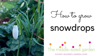 Where to grow snowdrops amp snowdrop planting tips [upl. by Kannan]