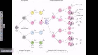 B cell maturation [upl. by Gabel]